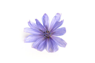 Cichorium intybus - common chicory flowers isolated on white background. Flowers of chicory for...