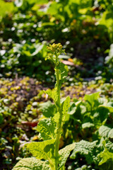 冬の浜離宮恩賜庭園あたり