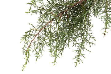 Branch of green thuja on a white background