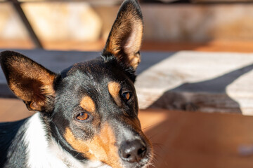 Dog portraits, in this case a Labrador breed, another a hound or an Andalusian winemaker