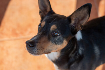 Dog portraits, in this case a Labrador breed, another a hound or an Andalusian winemaker