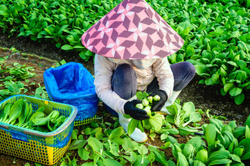 Young woman is harvesting vegetables at her farm on the outskirts of Ho Chi Minh City, Vietnam