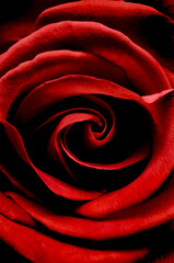 Vivid red rose with its center petals transitioning to a deep black