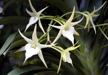 Angraecum Crestwood 'Tomorrow Star' orchid family. Berggarten Hanover, Germany. 
