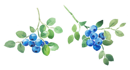 Obraz premium Watercolor hand painted illustration of blueberries, berry, watercolor berries, blueberry illustration , blueberry branch , food illustration 