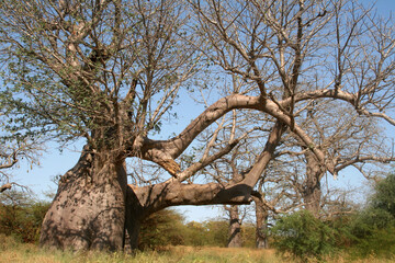 un énorme baobab