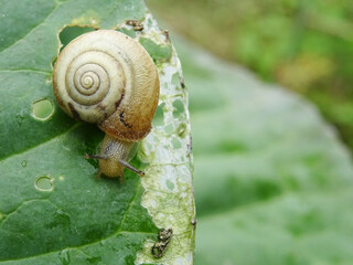 Snails destroy the cabbage crop in the field, plant pests close-up in natural conditions. © Alla