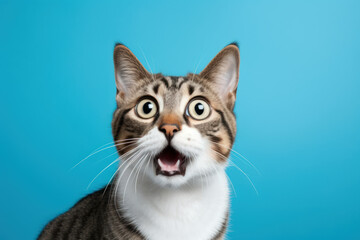 Fototapeta premium portrait of a surprised cat on blue color background