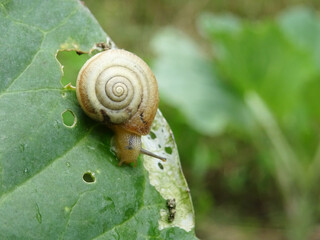 Snails destroy the cabbage crop in the field, plant pests close-up in natural conditions.