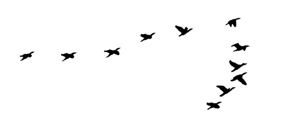 png flock of birds flying isolated on clear background - obrazy, fototapety, plakaty