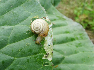 Snails destroy the cabbage crop in the field, plant pests close-up in natural conditions.