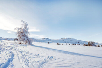 Beautiful  Winter Mountain Landscape with Frozen Tree  .Vitosha Mountain, Bulgaria 