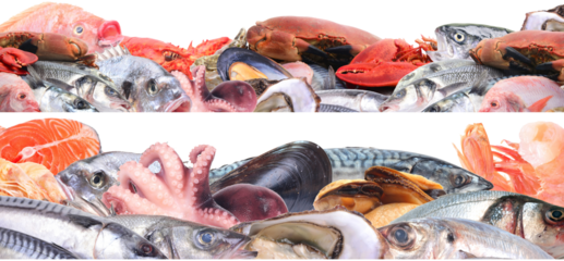 Fresh seafood market isolated