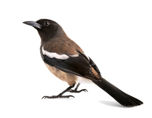 Fototapeta premium magpie Pica pica bird isolated white