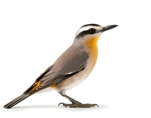 Fototapeta premium wren troglodytes troglodytes bird isolated white