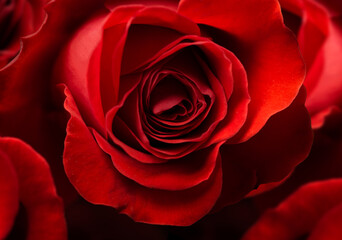 red rose closeup