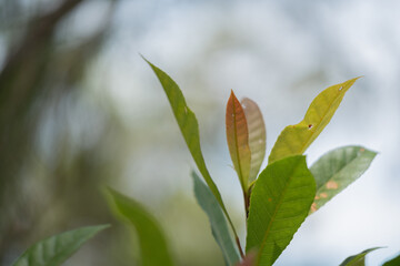 leaves against blue sky