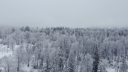 Fototapeta na wymiar drone flight over white Christmas trees covered with white snow