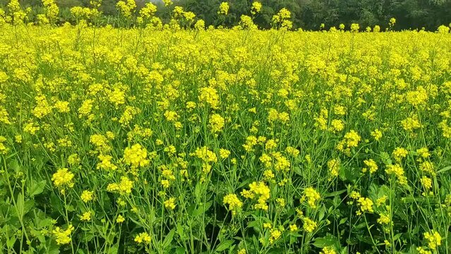 Texture background with yellow field with rape flowers