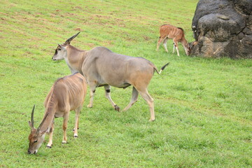 大人のエランドと子供のエランド