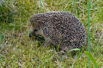 Abgemagerter Igel am Tag auf einer Wiese