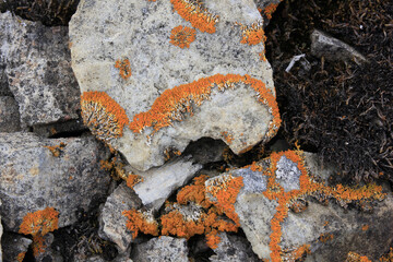lichen orange