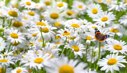 Summer bright landscape with beautiful wild flowers camomiles. Landscape with butterflies on wildflowers daisies. Chamomile flowers in the meadow close-up.