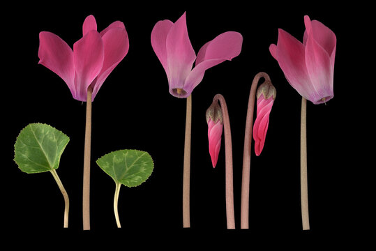 Zimmer-Alpenveilchen (Cyclamen), Bl&uuml;te, Blatt