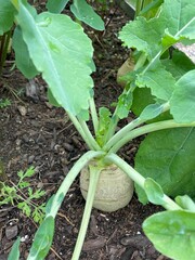 Vegetable Radish from the garden 