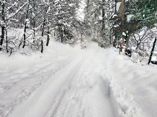 snow covered road, snow road, winter in the forest, snow tree, road in winter