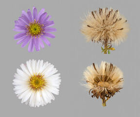 Neubelgien-Herbstaster oder Glattblatt-Aster (Symphyotrichum novi-belgii), Blüte und Samenstand