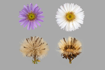 Neubelgien-Herbstaster oder Glattblatt-Aster (Symphyotrichum novi-belgii), Blüte und Samenstand