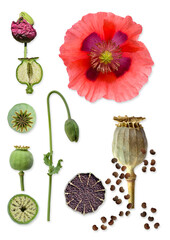 Schlafmohn (papaver somniferum), Bildtafel mit Blüte, Pflanze, Samenkapsel, Samen - obrazy, fototapety, plakaty