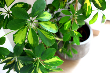 Schefflera Zimmerpflanze im Blumentopf Portrait