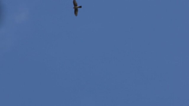 eurasian sparrow hawk in flight