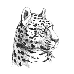 Vector hand-drawn illustration of jaguar head in engraving style. Black and white sketch of wild Brazilian animal. © mashikomo