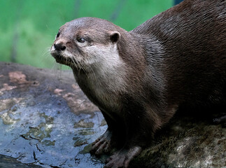 The Asian small-clawed otter (Aonyx cinereus), also known as the oriental small-clawed otter and the small-clawed otter, is an otter species native to South and Southeast Asia. It has short claws.