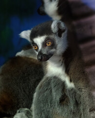 Lemurs are wet-nosed primates of the superfamily Lemuroidea, divided into 8 families and consisting of 15 genera and around 100 existing species