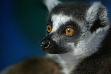Lemurs are wet-nosed primates of the superfamily Lemuroidea, divided into 8 families and consisting...