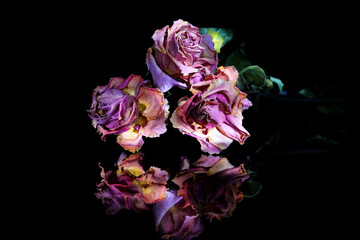 Three dried roses on black background with reflection painted with light. Light brush illumination...