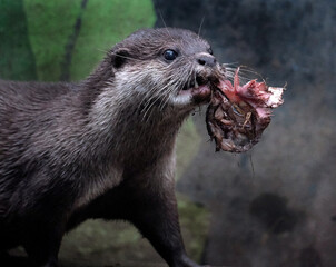 The Asian small-clawed otter (Aonyx cinereus), also known as the oriental small-clawed otter and...