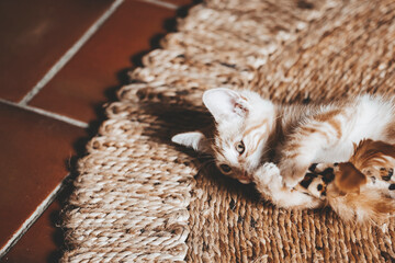 Portrait d'un mignon petit bébé chaton tigré roux à la maison	