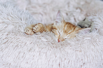 Portrait d'un mignon petit bébé chaton tigré roux à la maison	