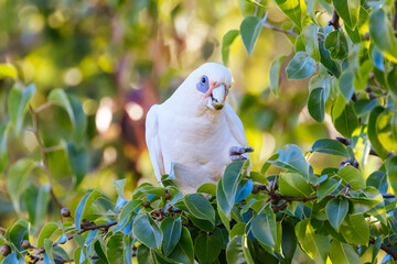 Wild Cockatoo Eating in Australia