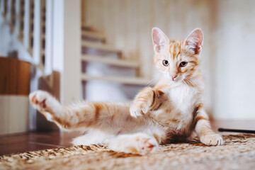 Portrait d'un mignon petit bébé chaton tigré roux à la maison	