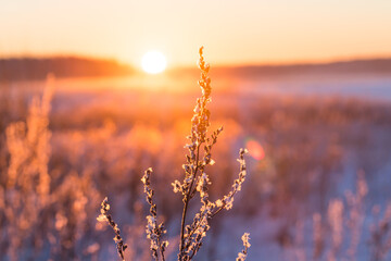 Frosty grass at winter sunset - 703265769