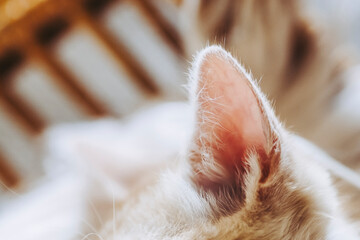 Close up sur les oreilles d'un petit bébé chaton tigré roux à la maison	