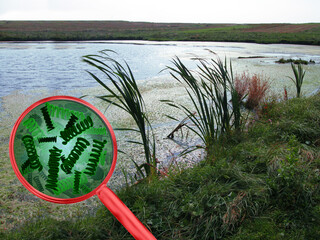 Magnifying lens with simulated spirulina bacteria in the water. Bank of a river or lake