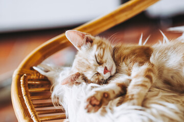 Portrait d'un mignon petit bébé chaton tigré roux à la maison	