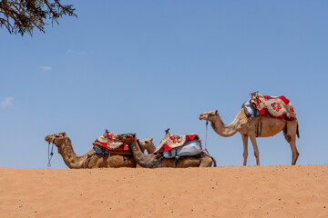 Three camels on a sand dune in the desert. High quality photo. Ready for a ride. Travel